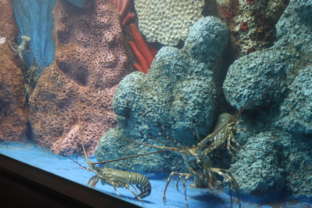 Lobster World